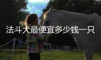 法斗犬最便宜多少錢一只幼犬(法斗便宜的多少錢)