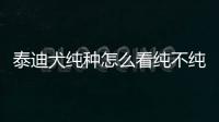 泰迪犬純種怎么看純不純？泰迪犬純種怎么看年齡