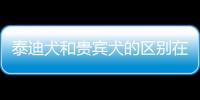 泰迪犬和貴賓犬的區別在哪里？泰迪犬和貴賓有什么區別