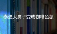 泰迪犬鼻子變成咖啡色怎么辦啊(泰迪鼻子變棕色了)