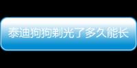 泰迪狗狗剃光了多久能長毛了(泰迪狗狗剃光了毛多少度感覺冷)