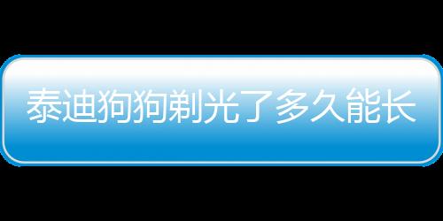 泰迪狗狗剃光了多久能長毛了(泰迪狗狗剃光了毛多少度感覺冷)