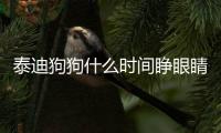 泰迪狗狗什么時間睜眼睛？泰迪狗狗什么時間睜眼睡覺