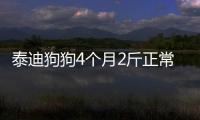 泰迪狗狗4個(gè)月2斤正常嗎？泰迪4個(gè)月了才兩斤是不是長(zhǎng)不大了