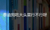 泰迪狗吃大頭菜行不行呀  泰迪可以吃菜頭嗎?