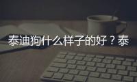 泰迪狗什么樣子的好？泰迪狗長什么樣子