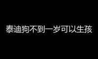 泰迪狗不到一歲可以生孩子嗎(不到一歲的泰迪)