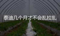 泰迪幾個月才不會亂拉亂尿(泰迪幾個月開始訓練比較好)