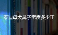 泰迪母犬鼻子寬度多少正常(泰迪鼻子長度)