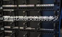 泰迪比熊雜交的狗狗多少錢一只，泰迪比熊雜交狗聰明嗎