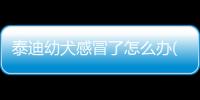 泰迪幼犬感冒了怎么辦(泰迪幼犬容易養活嗎)