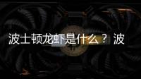 波士頓龍蝦是什么？ 波士頓龍蝦