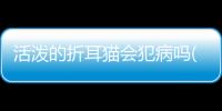 活潑的折耳貓會犯病嗎(折耳貓小時候活潑嗎)