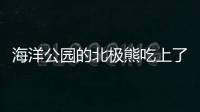 海洋公園的北極熊吃上了特制的"冰粽子"