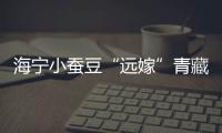 海寧小蠶豆“遠(yuǎn)嫁”青藏高原，種出一片“小江南”