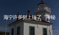 海寧許多樹上掛了“神秘”袋子！派啥用場？