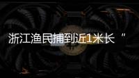 浙江漁民捕到近1米長“神蝦” 被60萬買走