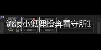 流浪小狐貍投奔看守所1年胖成球 小流浪過上編制生活！