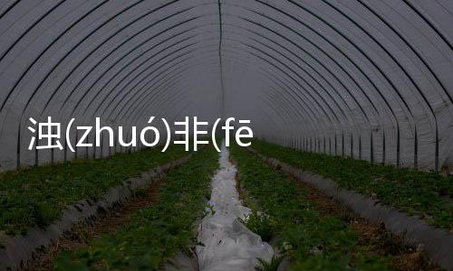 濁(zhuó)非(fēi)謹(jǐn)灰(huī)具體內容是什么?