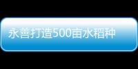 永善打造500畝水稻種植示范基地