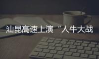 汕昆高速上演“人牛大戰”  交警聯合多部門智擒