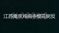 江蘇南京雞鳴寺櫻花樹反季節開花 專家：氣溫較高 櫻花樹出現“錯覺”