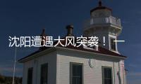 沈陽遭遇大風(fēng)突襲！ 一共倒了近300棵樹 大部分在公園里
