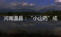 河南溫縣：“小山藥”成為鄉村振興“大產業”