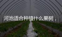 河池適合種植什么果樹，關于廣西河池的樹詳細情況