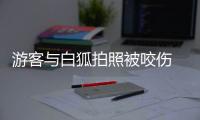 游客與白狐拍照被咬傷 哈爾濱文旅：“白狐合影”不合規(guī)