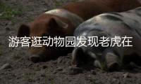 游客逛動物園發(fā)現(xiàn)老虎在水里避暑，滿臉“不想營業(yè)”表情