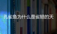 孔雀魚為什么是雀鱔的天敵？ 孔雀魚為什么是鱷雀鱔的天敵