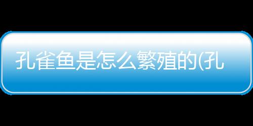 孔雀魚是怎么繁殖的(孔雀魚什么時候放入繁殖箱)