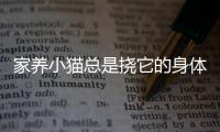 家養(yǎng)小貓總是撓它的身體怎么回事兒？小貓經(jīng)常抓癢是怎么回事