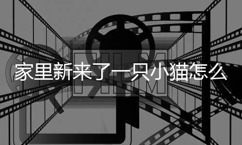 家里新來了一只小貓怎么和另一只相處？家里新來了一只小貓大貓一直聞