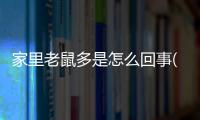 家里老鼠多是怎么回事(家里的小貓吐了怎么回事)