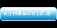 宜州哪里有寵物市場:河池宜州動物醫療