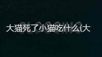 大貓死了小貓吃什么(大貓會對小貓下死口嗎)