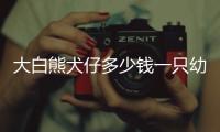 大白熊犬仔多少錢一只幼崽