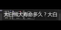 大白熊犬壽命多久？大白熊犬能活多長時間？ 大白熊最大能長多少斤