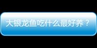 大銀龍魚(yú)吃什么最好養(yǎng)？大銀龍魚(yú)吃什么最好養(yǎng)活