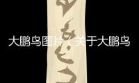 大鵬鳥圖片（關(guān)于大鵬鳥圖片的基本情況說(shuō)明介紹）