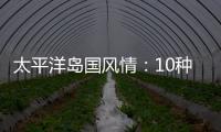 太平洋島國風(fēng)情：10種最受歡迎的日本美食