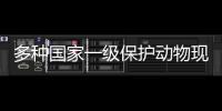 多種國家一級保護動物現身明溪 吸引游客前往