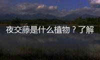 夜交藤是什么植物？了解夜交藤的種類和生長習慣