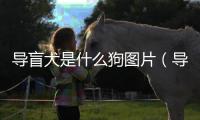 導(dǎo)盲犬是什么狗圖片（導(dǎo)盲犬是什么狗）