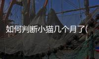 如何判斷小貓幾個月了(小貓幾個月最丑)