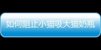 如何阻止小貓吸大貓奶瓶？怎樣防止奶貓吸別的奶貓