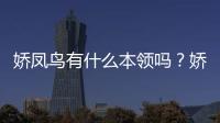 嬌鳳鳥有什么本領嗎？嬌鳳鳥有什么本領和特點