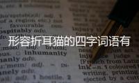 形容折耳貓的四字詞語有哪些呢(形容折耳貓的四字詞語有哪些成語)